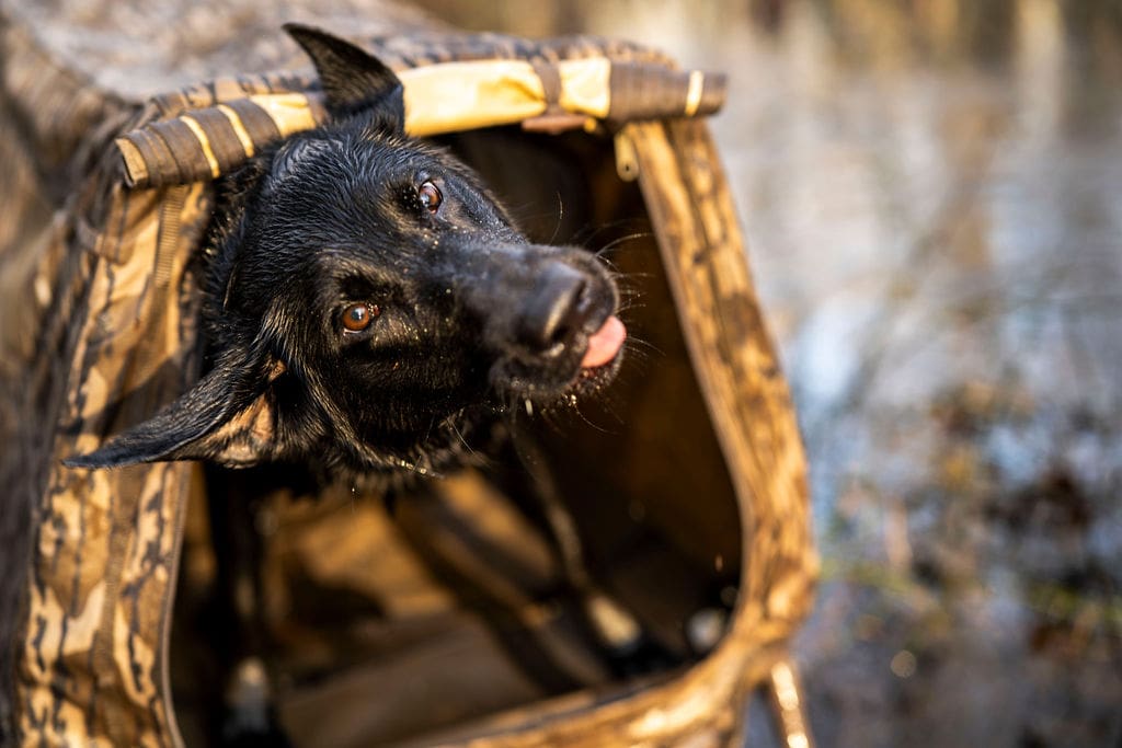 Dog peeking out of camouflage tent