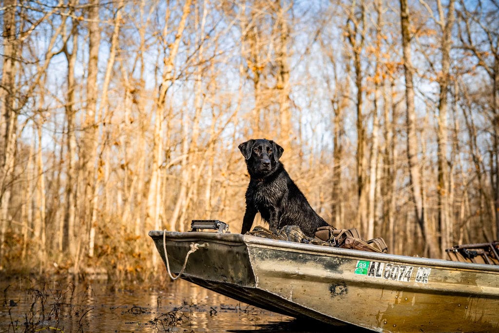 Dog sitting on a boat